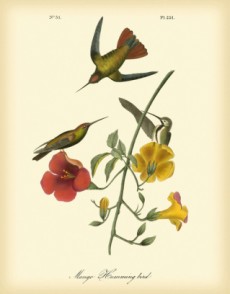 MANGO HUMMINGBIRD